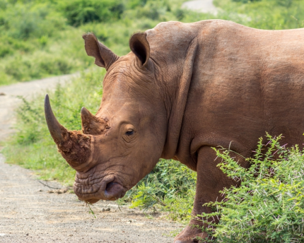 Can fertility treatment aid endangered species? Infertility treatments may help restore endangered rhinos.